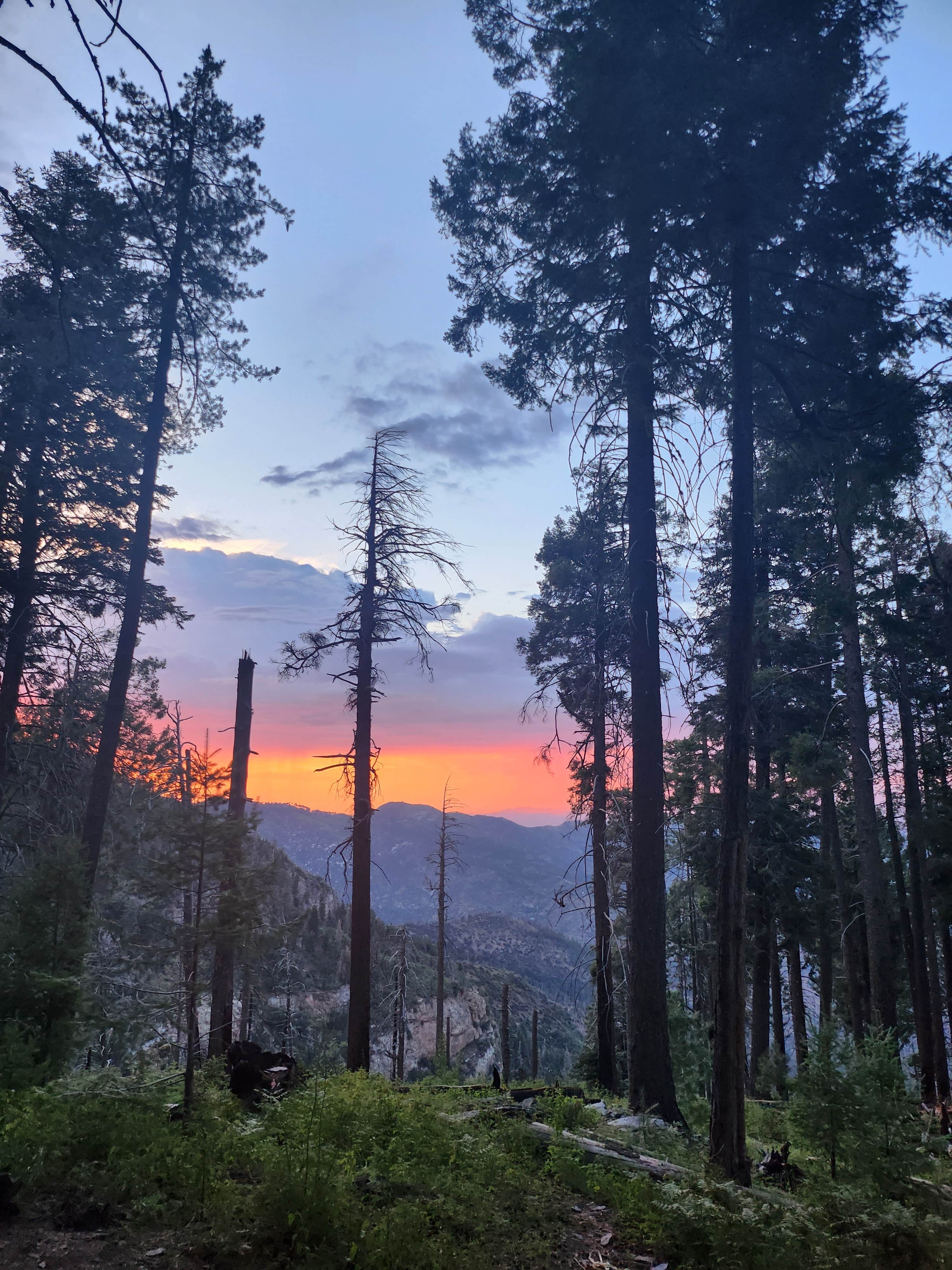 Camper-submitted photo at Mount Bigelow Dispersed near San Manuel, AZ