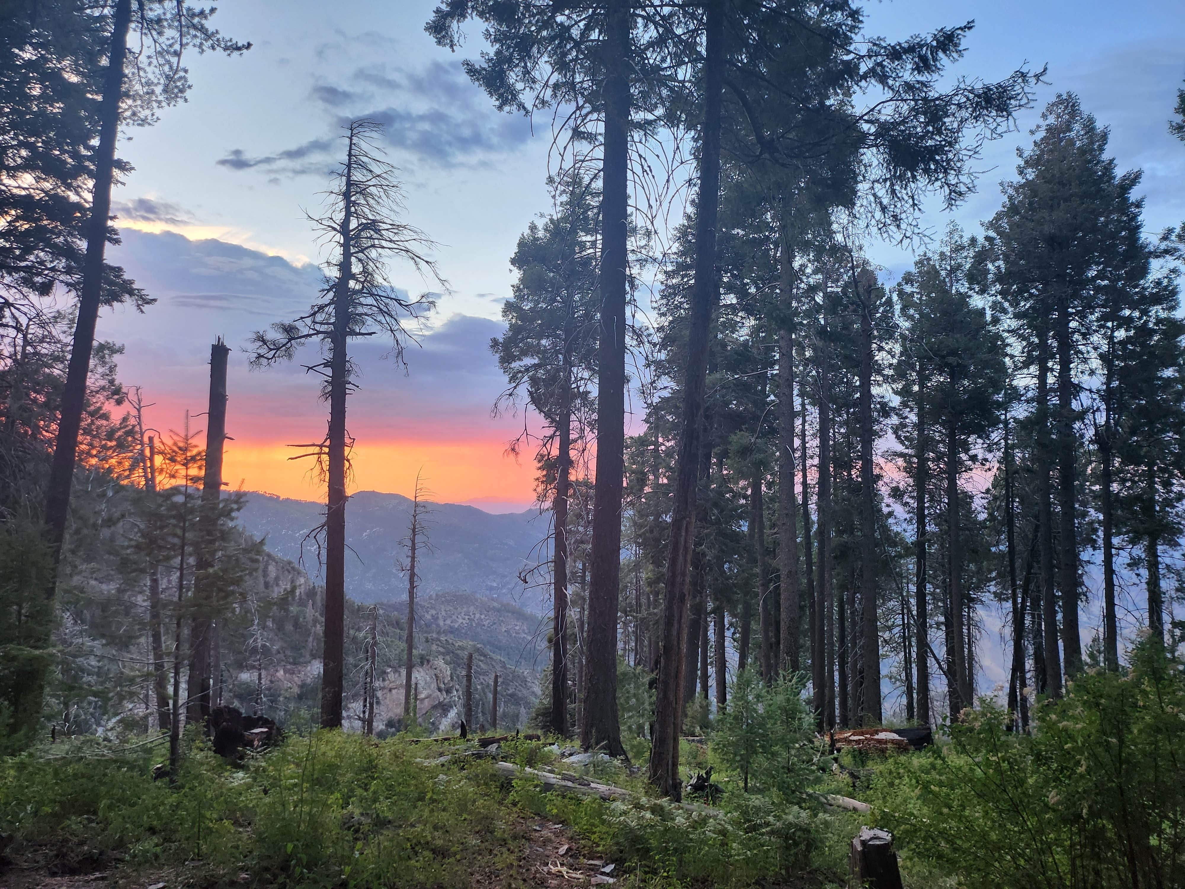 Camper-submitted photo at Mount Bigelow Dispersed near Tucson, AZ