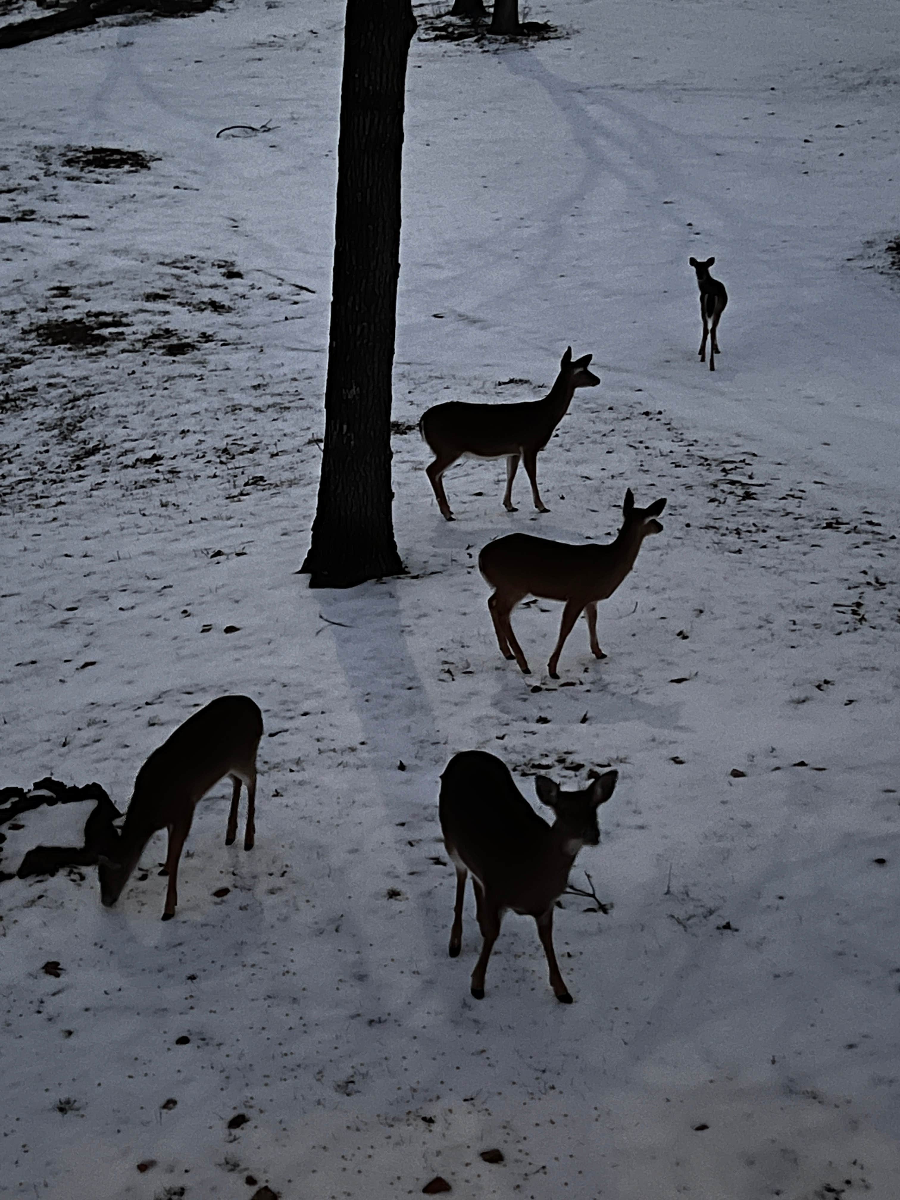 Camping near Oak Court Cabin-RV Park: Shadow Bluffs Retreat, Cassville, Missouri