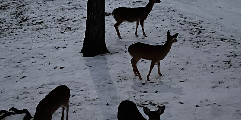 Camper submitted image from Shadow Bluffs Retreat