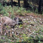 Review photo of Fall Creek Falls State Park Campground by Scott G., October 29, 2018