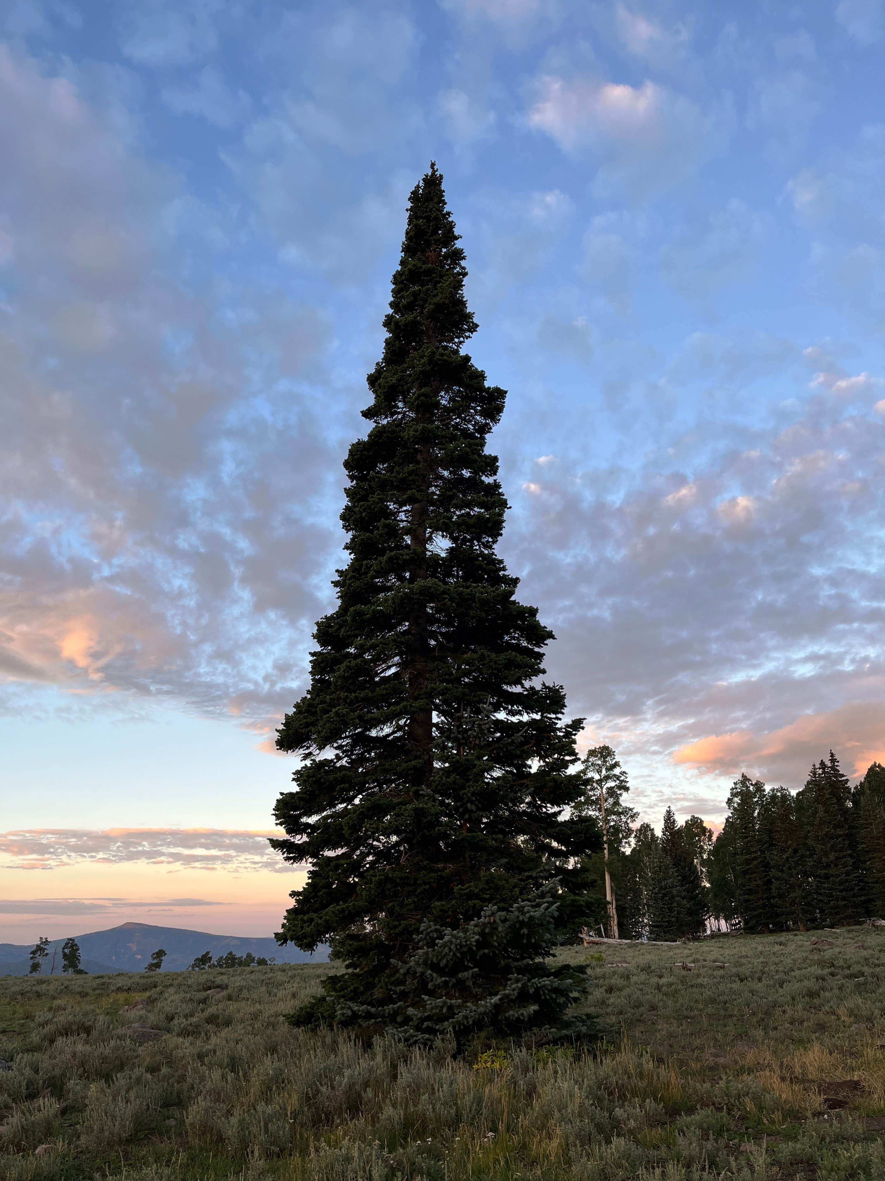 Camper-submitted photo at Bear Flat near Parowan, UT