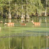 Review photo of Paradise Ranch RV Resort by penny , August 26, 2023