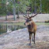 Review photo of Paradise Ranch RV Resort by penny , August 26, 2023