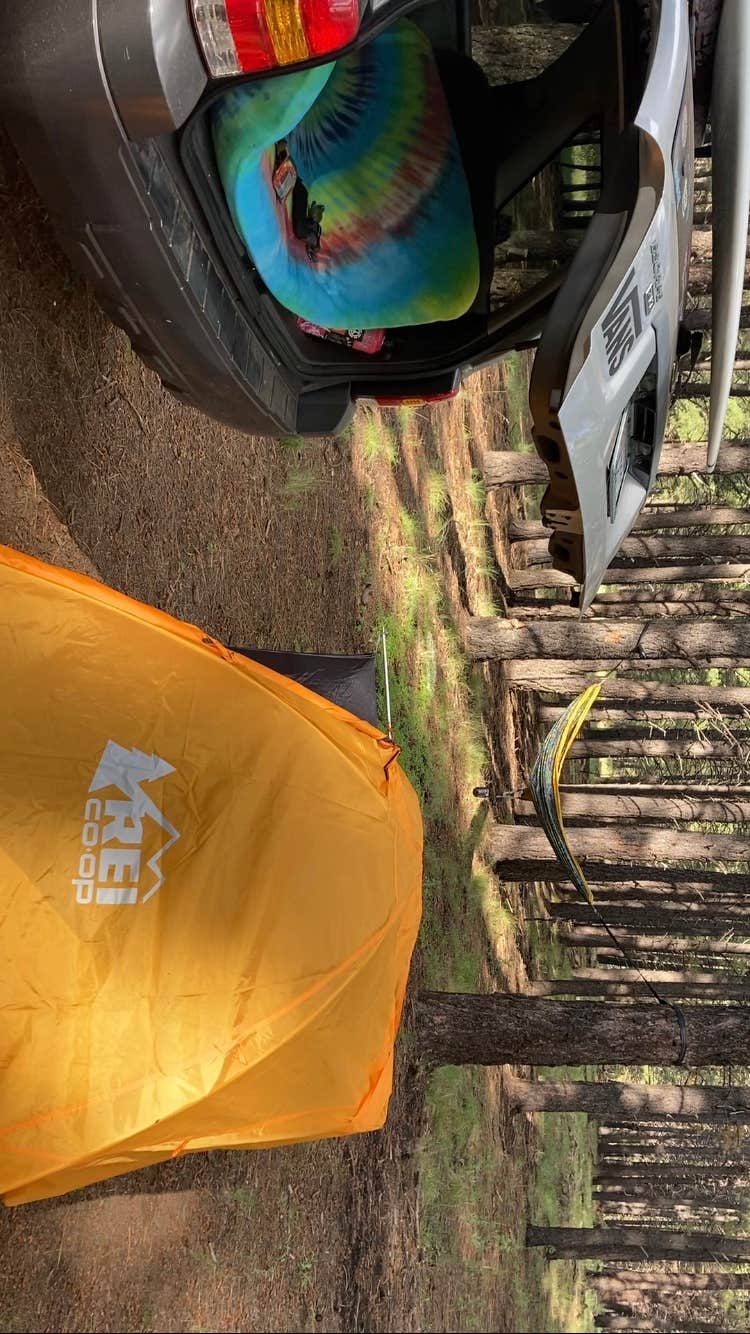 Olive's photo at Forest Service Road 245 near Parks, AZ