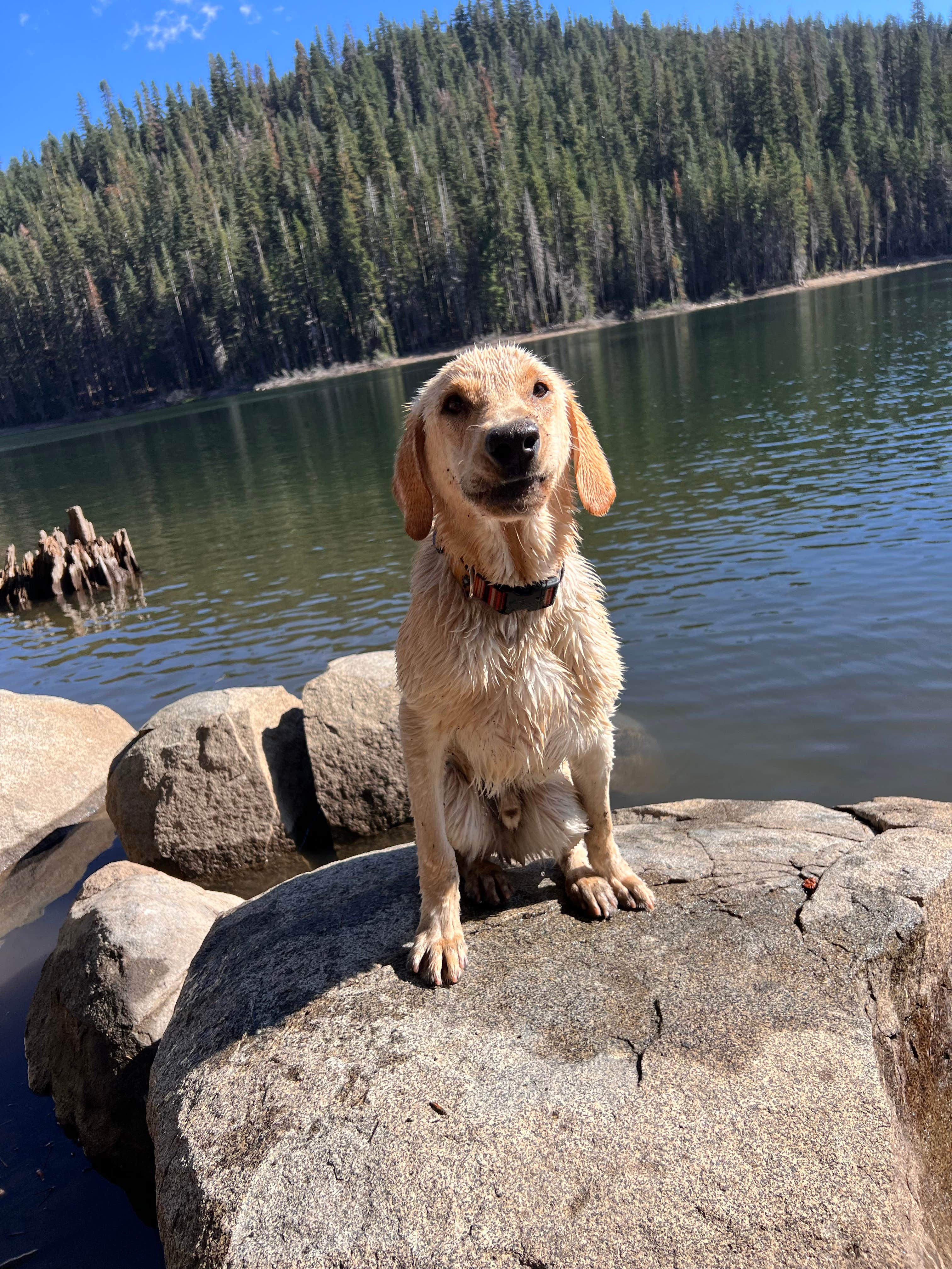 Anna S.'s photo of camping with pets at Lower Bucks Campground near Forest Ranch, CA
