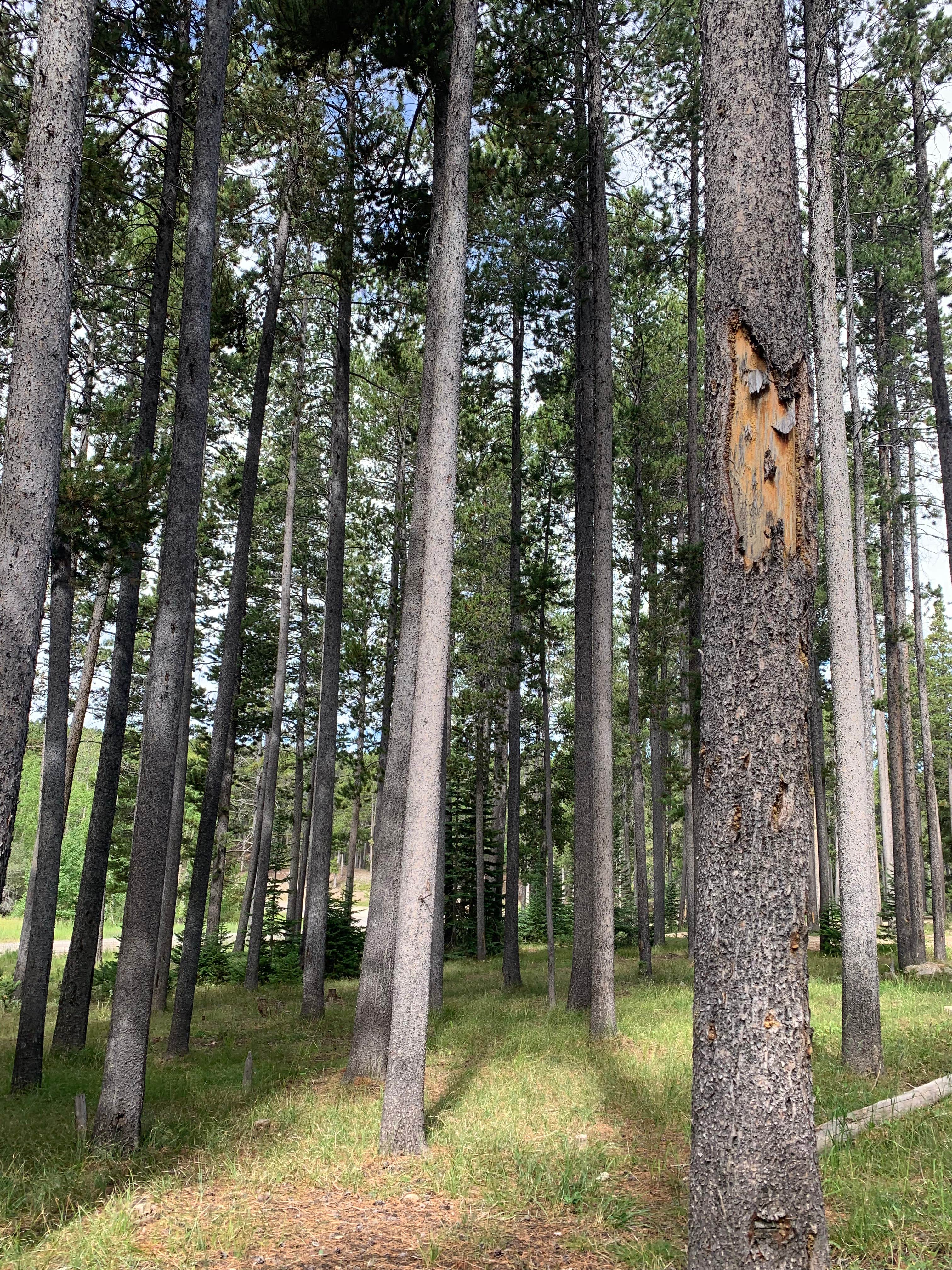 Camping near Cloud Peak Llama and Alpaca Ranch: DeerHaven Campground, Casper, Wyoming