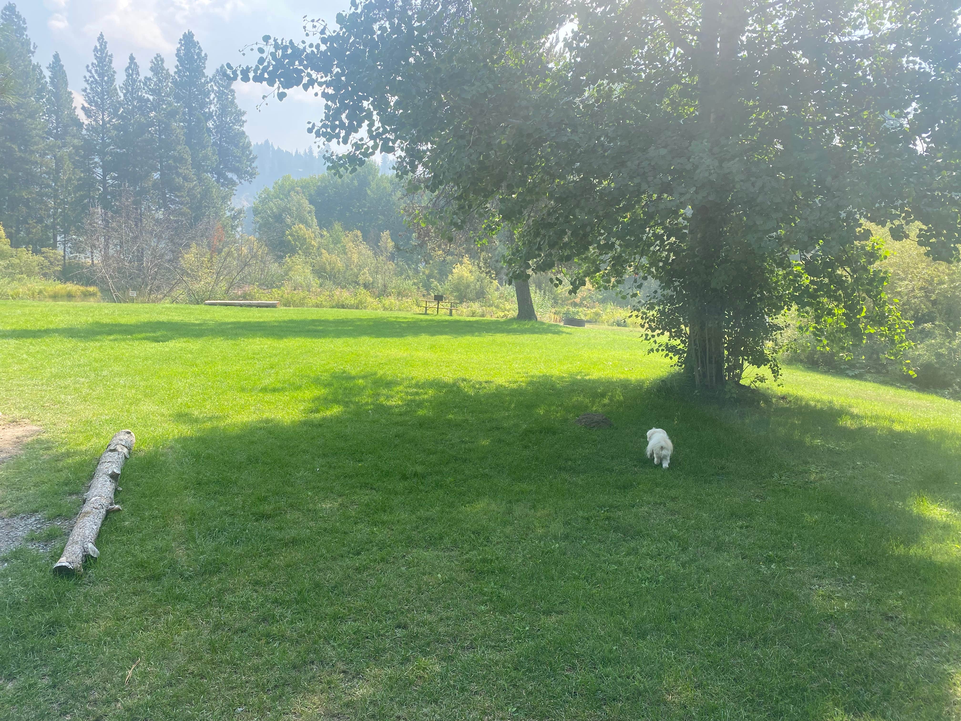 Raymond P.'s photo of camping with pets at Crater Lake Resort near Fremont-Winema National Forest