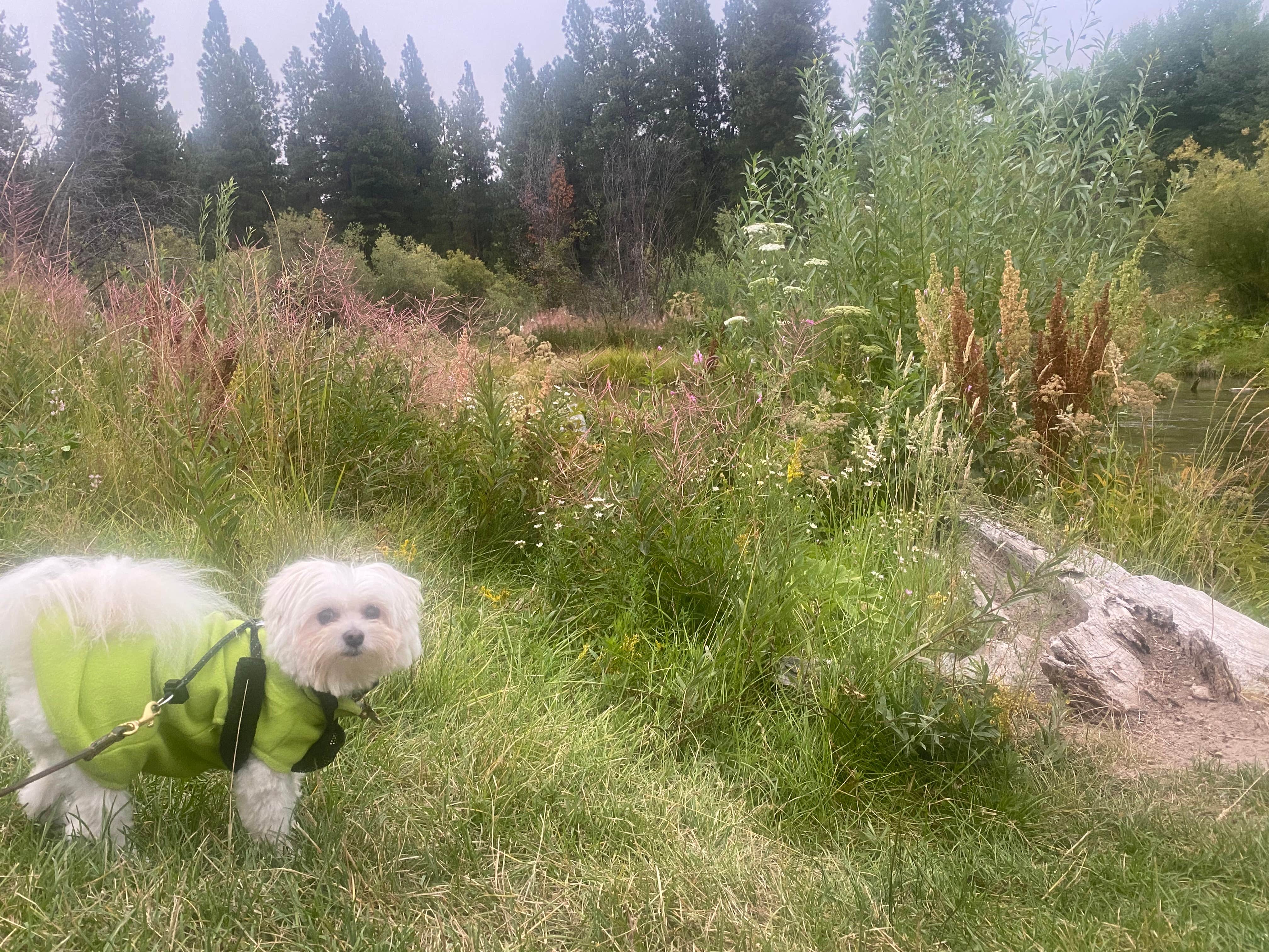 Camper-submitted photo at Crater Lake Resort near Fremont-Winema National Forest