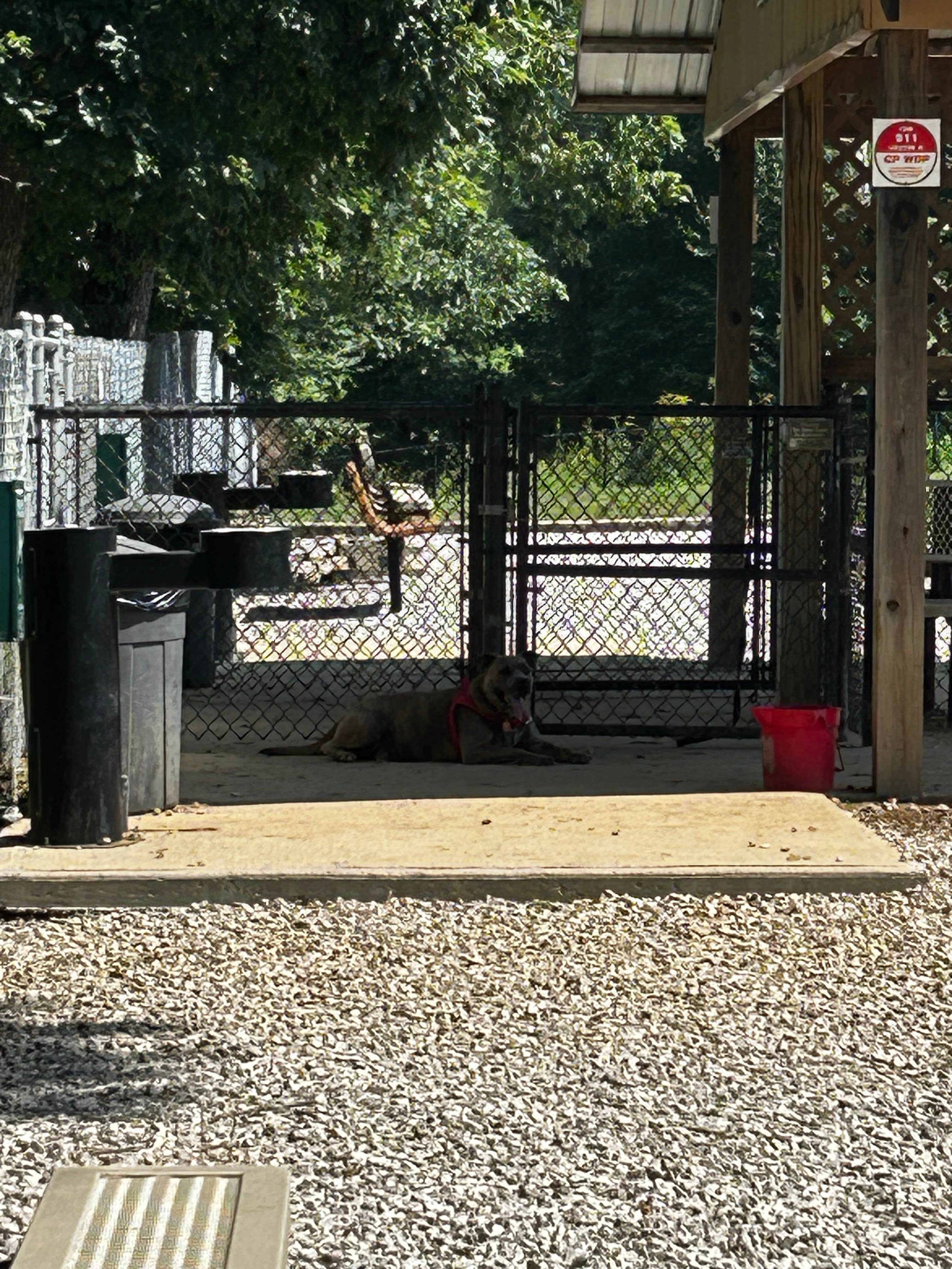 Scott's photo of camping with pets at Cumberland Mountain State Park Campground near Monterey, TN