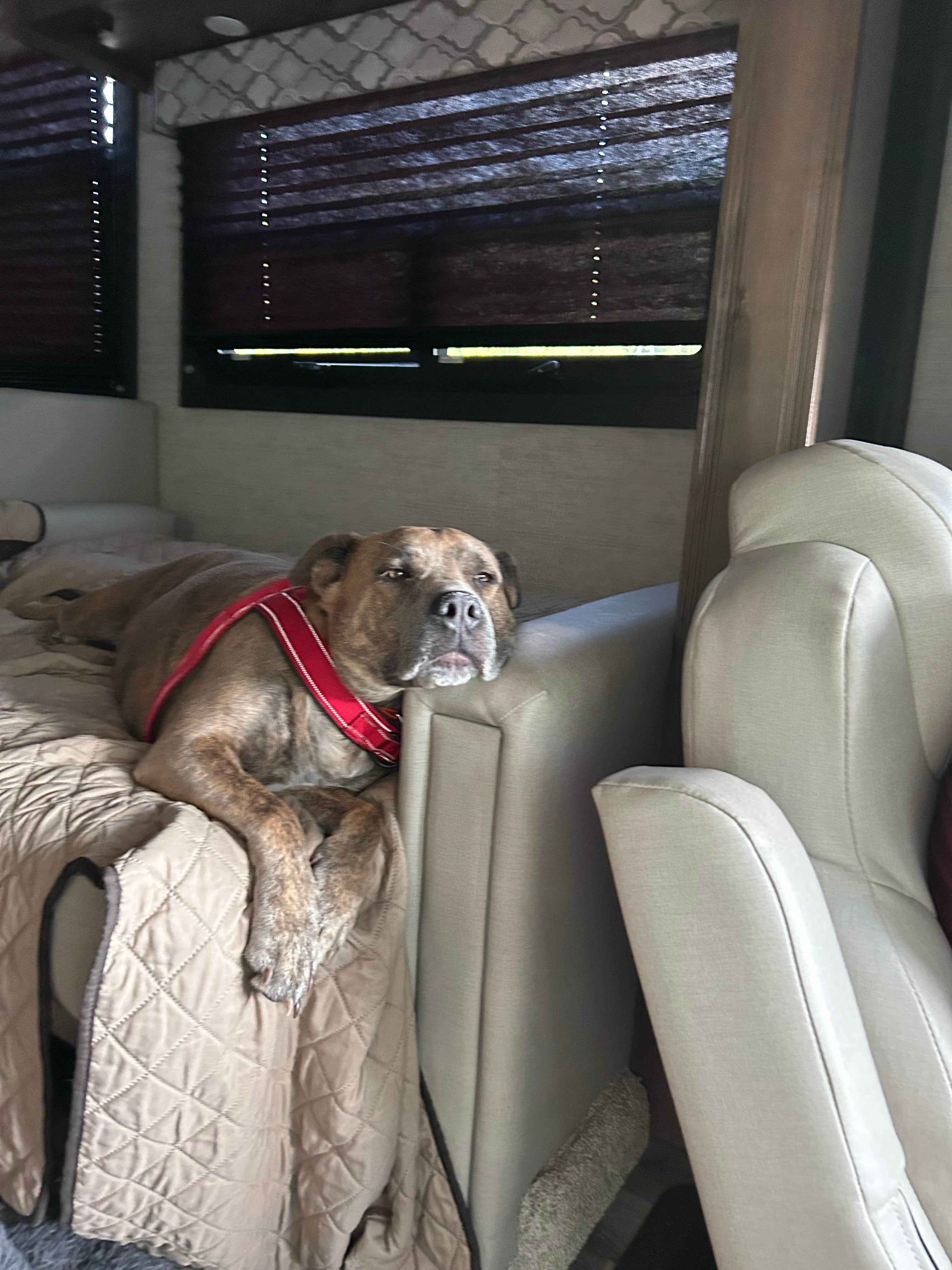 Scott's photo of camping with pets at Cumberland Mountain State Park Campground near Crab Orchard, TN