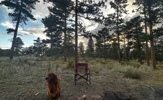 Zoe H.'s photo of camping with pets at Lost Lake Dispersed near Livermore, CO