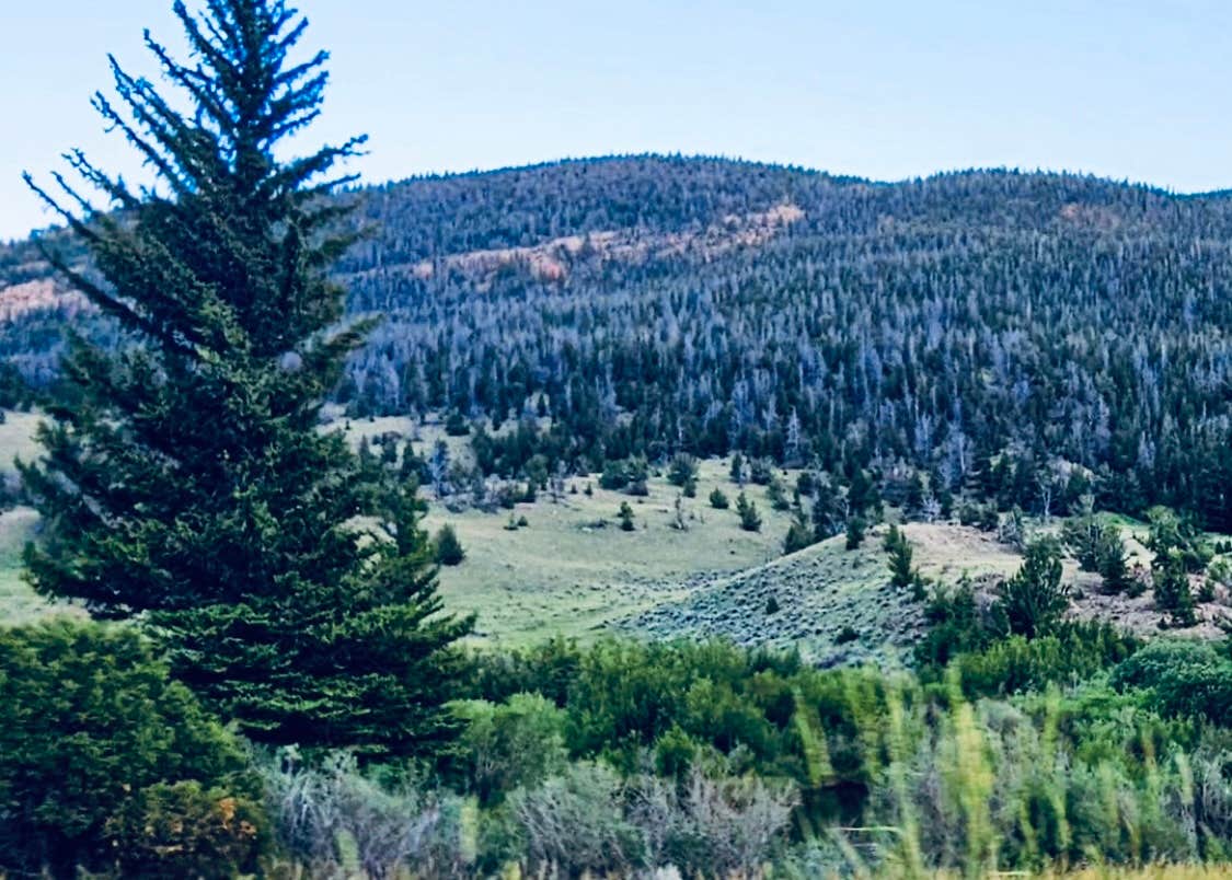 Camper submitted image from Whiskey Basin WMA - Trail Meadow - 2