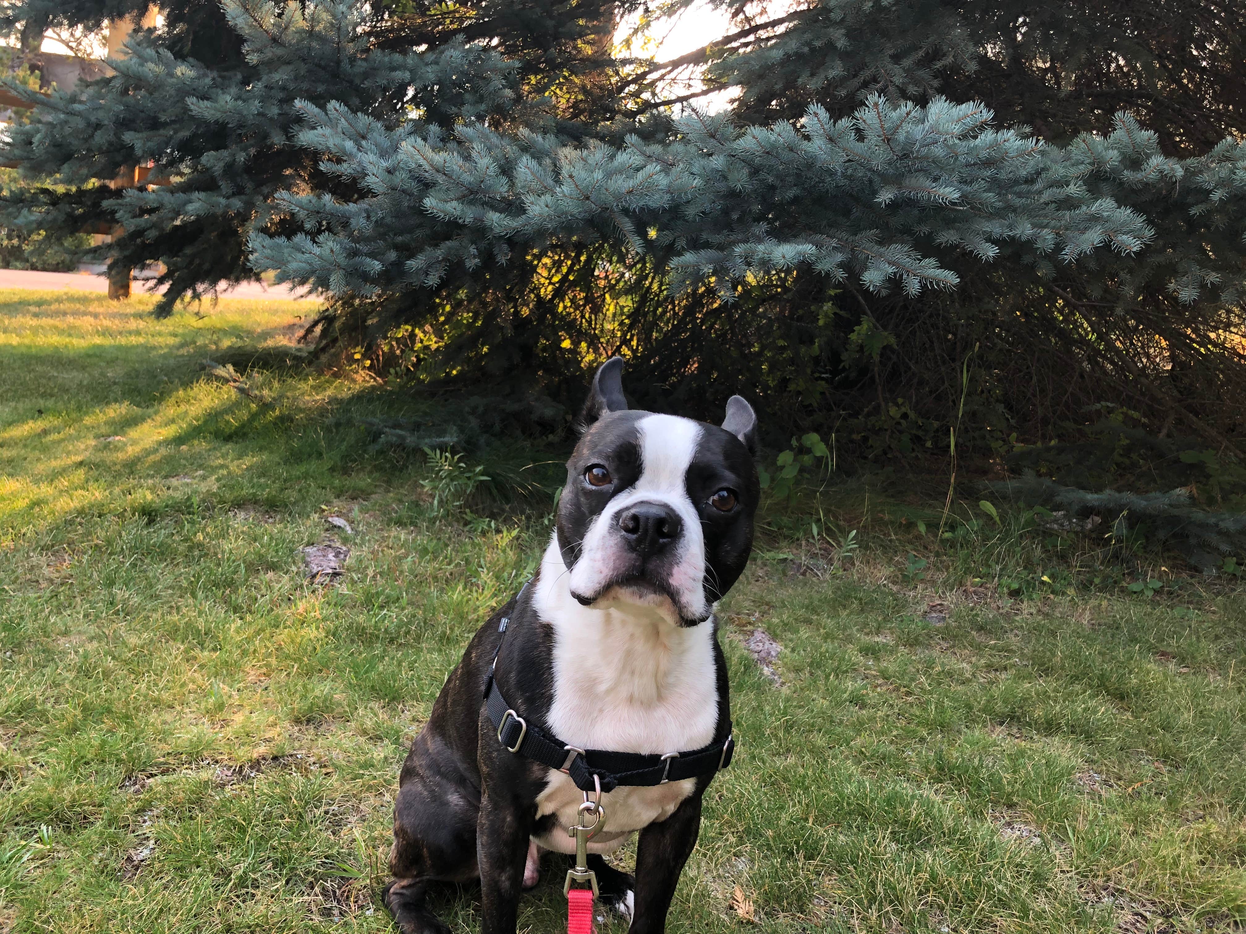 Doug L.'s photo of camping with pets at Moose Creek RV Resort and Bed & Breakfast near Whitefish, MT