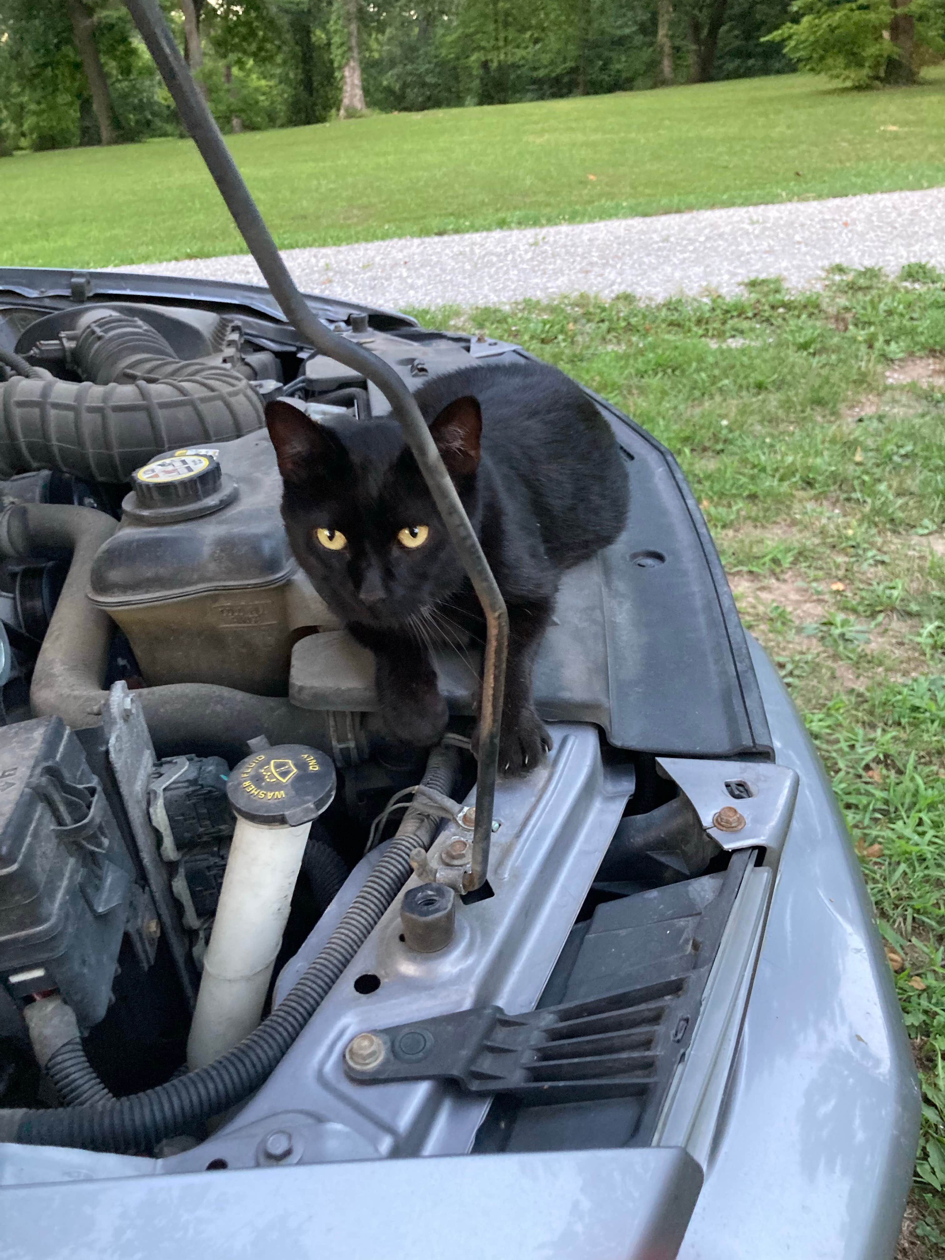 Andi P.'s photo of camping with pets at Montrose Missouri Conservation Area Dispersed Camping near Stockton, MO