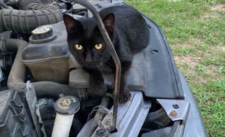 Andi P.'s photo of camping with pets at Montrose Missouri Conservation Area Dispersed Camping near Stockton, MO