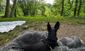 Cecelia G.'s photo of camping with pets at Shamrock Park near Michigan City, IN