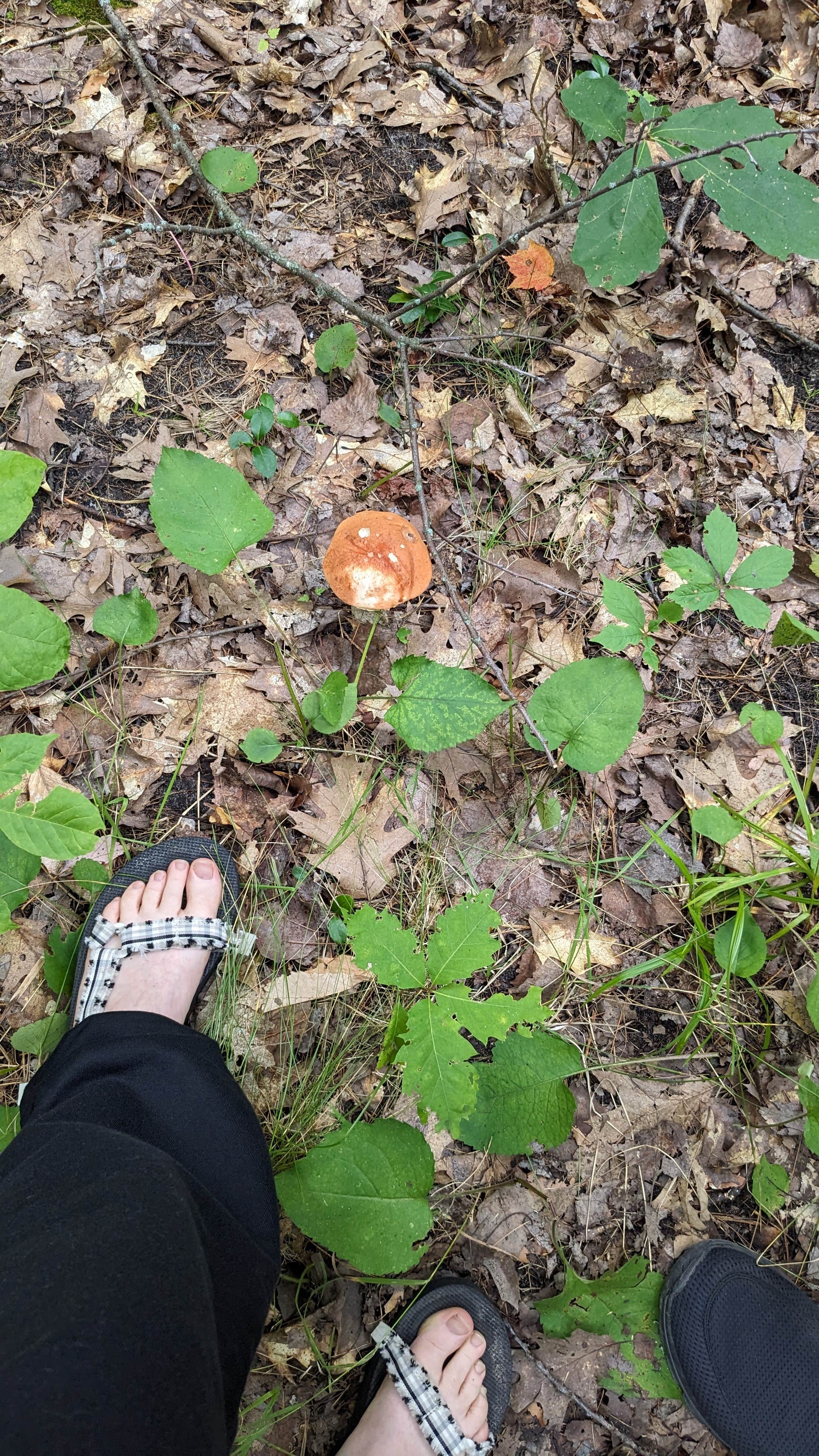 Camper-submitted photo at Grousehaven Campground — Rifle River Recreation Area near Alger, MI