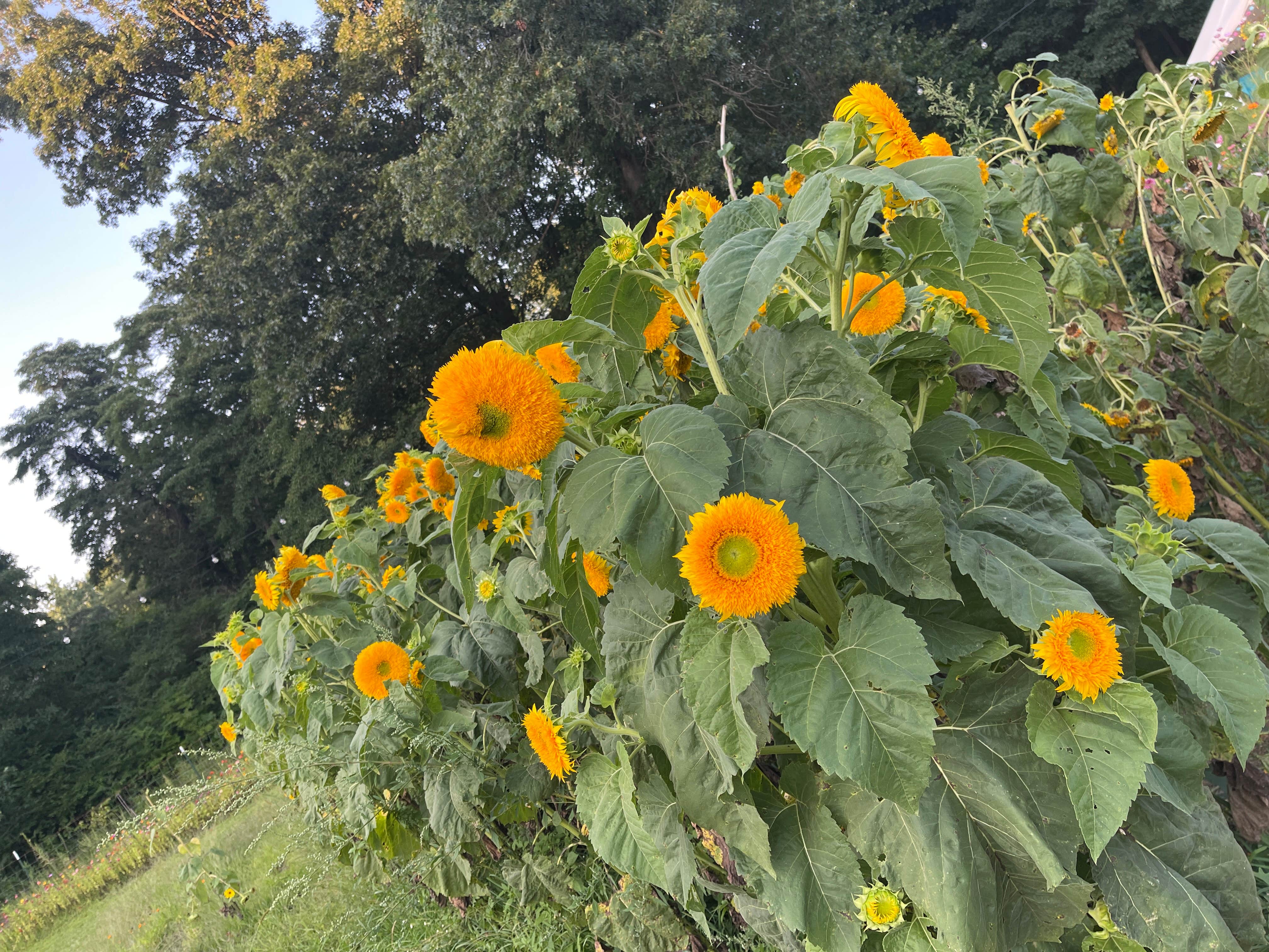 Camper submitted image from Blooming Bus Farms - 1