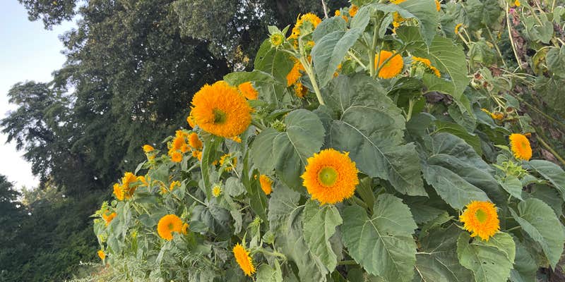 Camper submitted image from Blooming Bus Farms