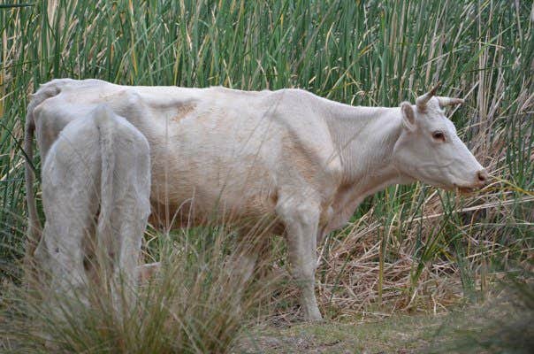 Camper-submitted photo at Patagonia Lake State Park Boat-In Campsites near Nogales, AZ