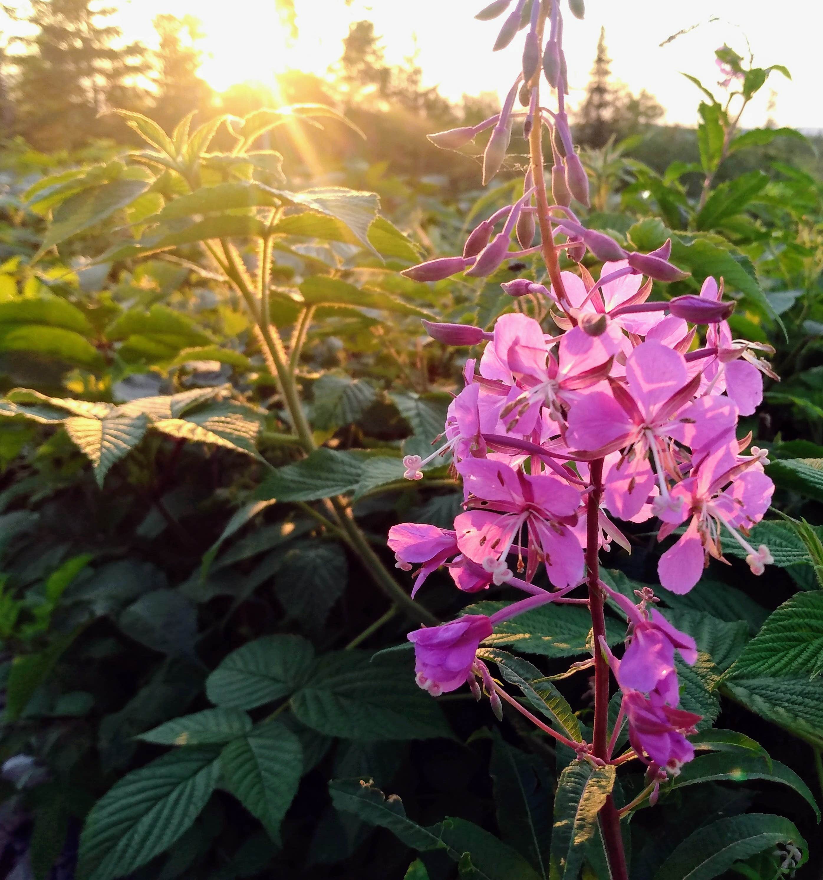 Camping near St Froid Lake Camps and Campground: North Crown Camping, Fort Kent Mills, Maine