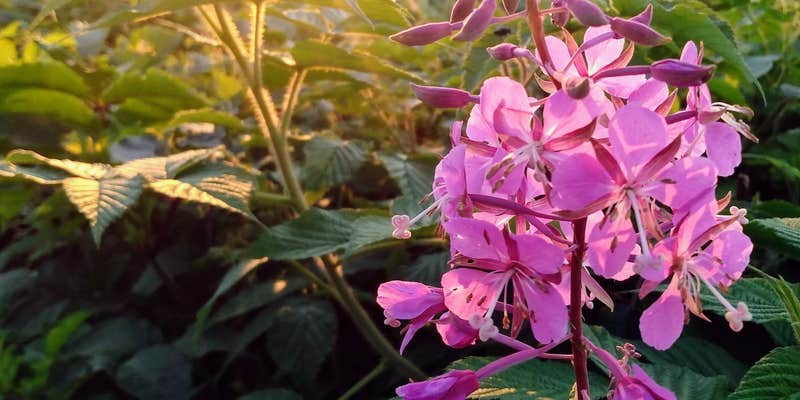 Camper submitted image from North Crown Camping