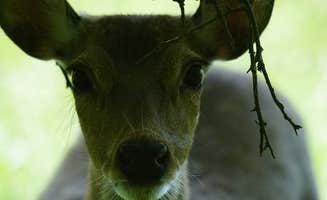 Samantha H.'s photo of camping with pets at Hidden Lake RV Ranch near Wichita Falls, TX