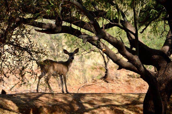 Camper-submitted photo at Patagonia Lake State Park Boat-In Campsites near Nogales, AZ