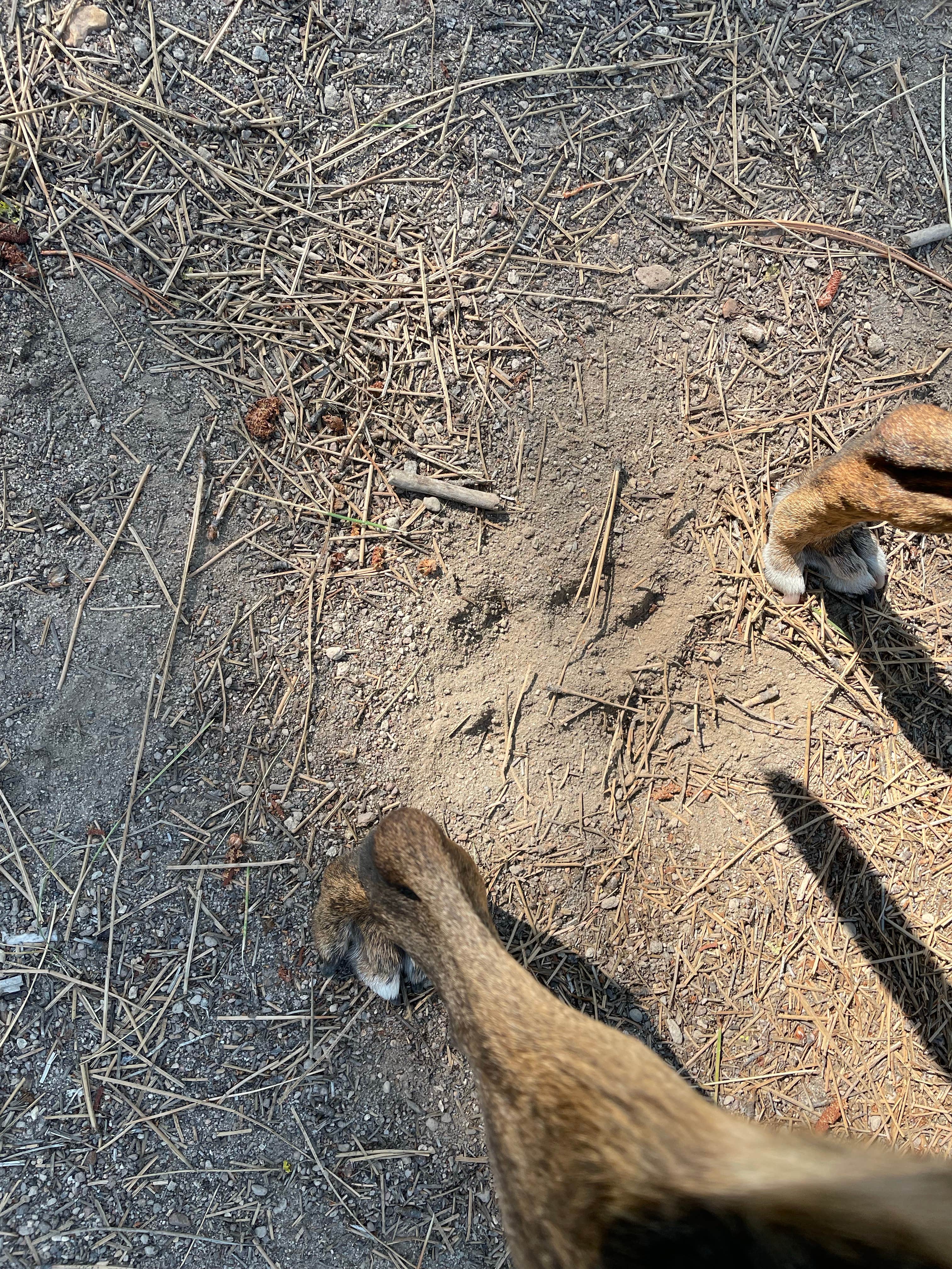 Callie C.'s photo of camping with pets at Williamson River Campground near Chiloquin, OR
