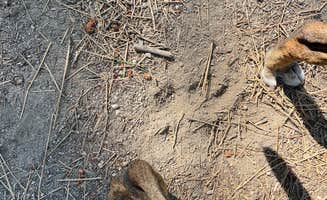 Callie C.'s photo of camping with pets at Williamson River Campground near Fremont-Winema National Forest