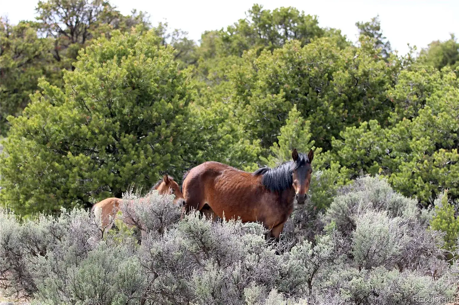Camper-submitted photo at Wild Horse Mountain View near San Luis, CO