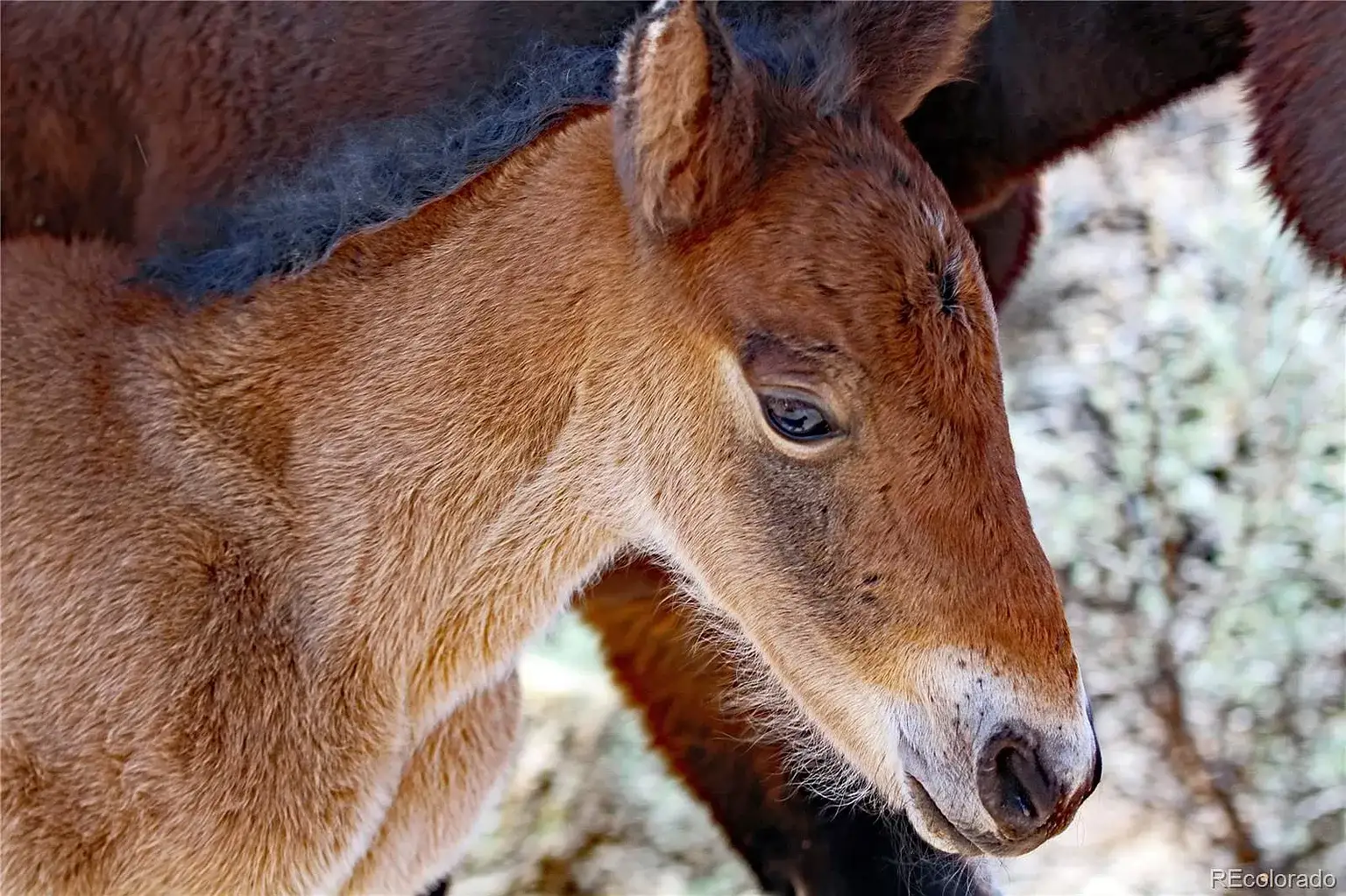 Camper-submitted photo at Wild Horse Mountain View near San Luis, CO