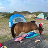 Review photo of Assateague State Park Campground by Wes , August 30, 2023