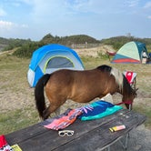 Review photo of Assateague State Park Campground by Wes , August 30, 2023