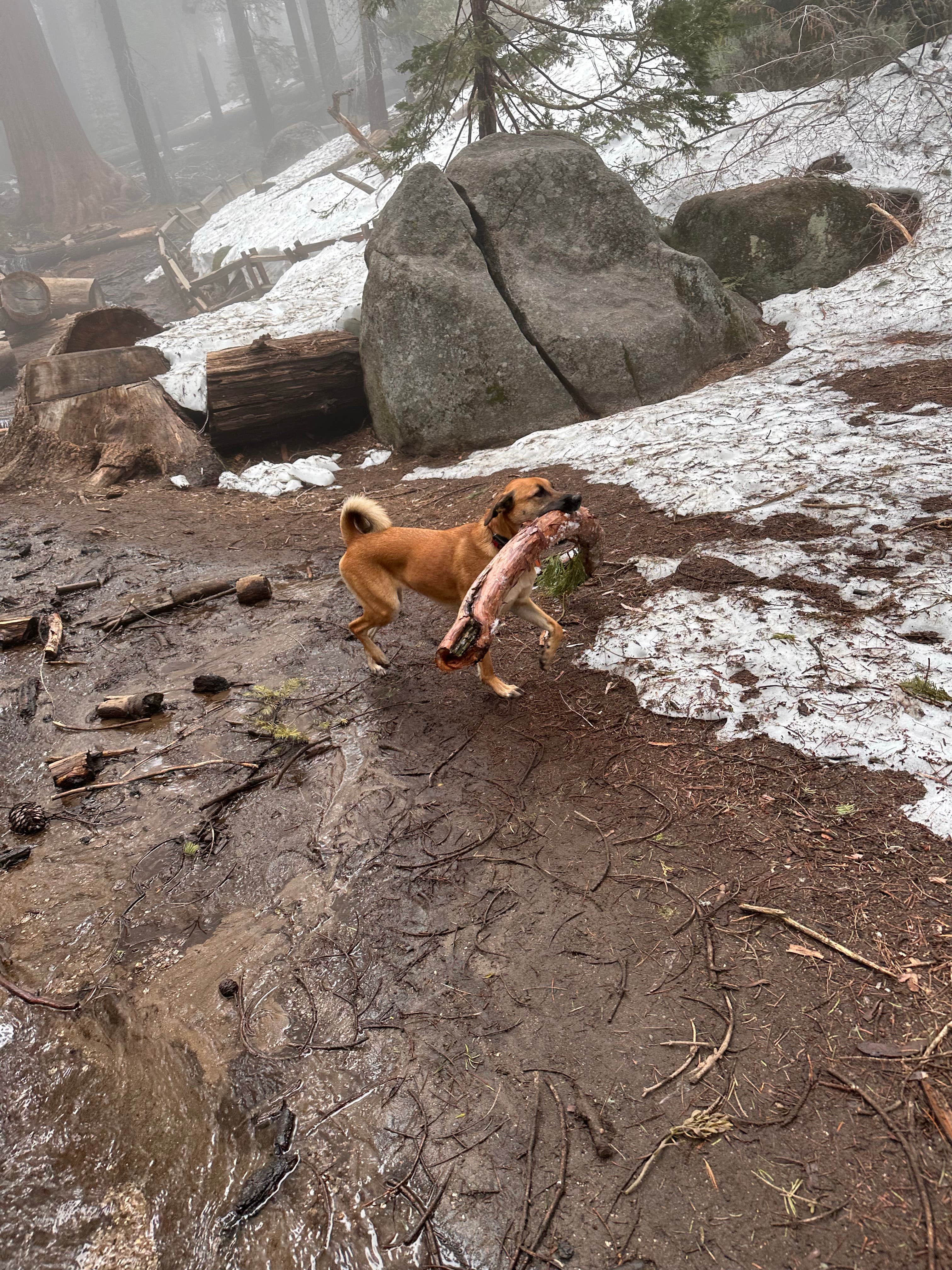 Ellery K.'s photo of camping with pets at Azalea Campground — Kings Canyon National Park near Three Rivers, CA