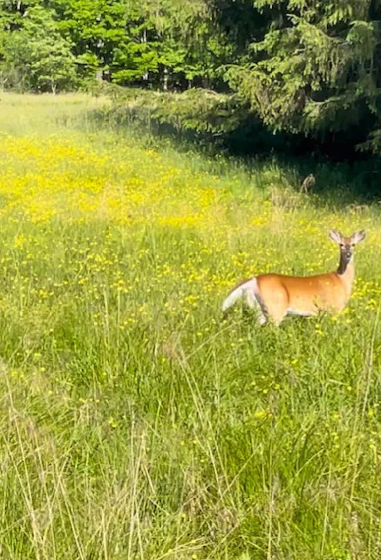 Camper-submitted photo at Firefly Acres near Hunt, NY