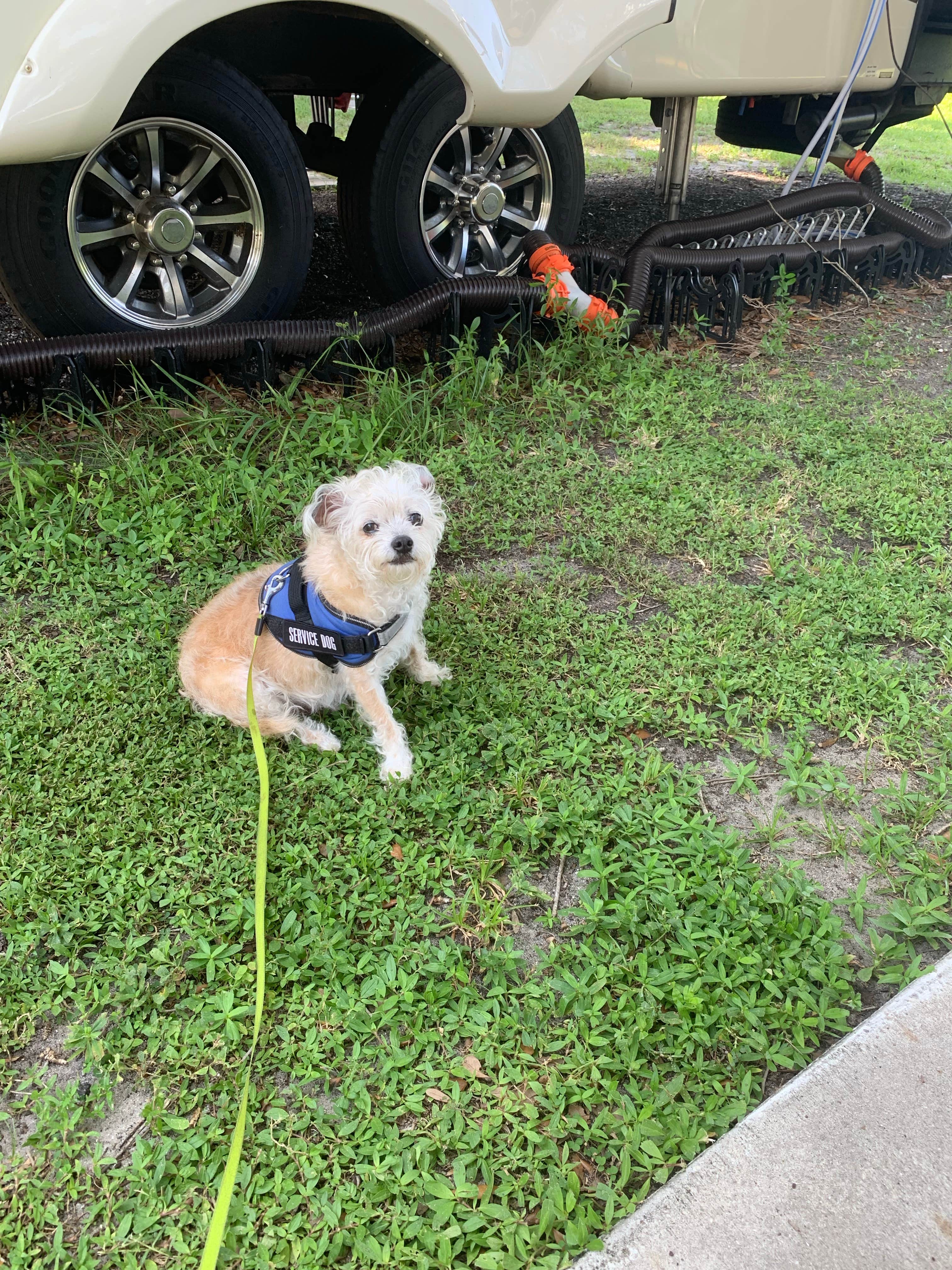 David K.'s photo of camping with pets at Vero Beach Kamp near Palm Bay, FL
