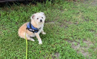 David K.'s photo of camping with pets at Vero Beach Kamp near Palm Bay, FL