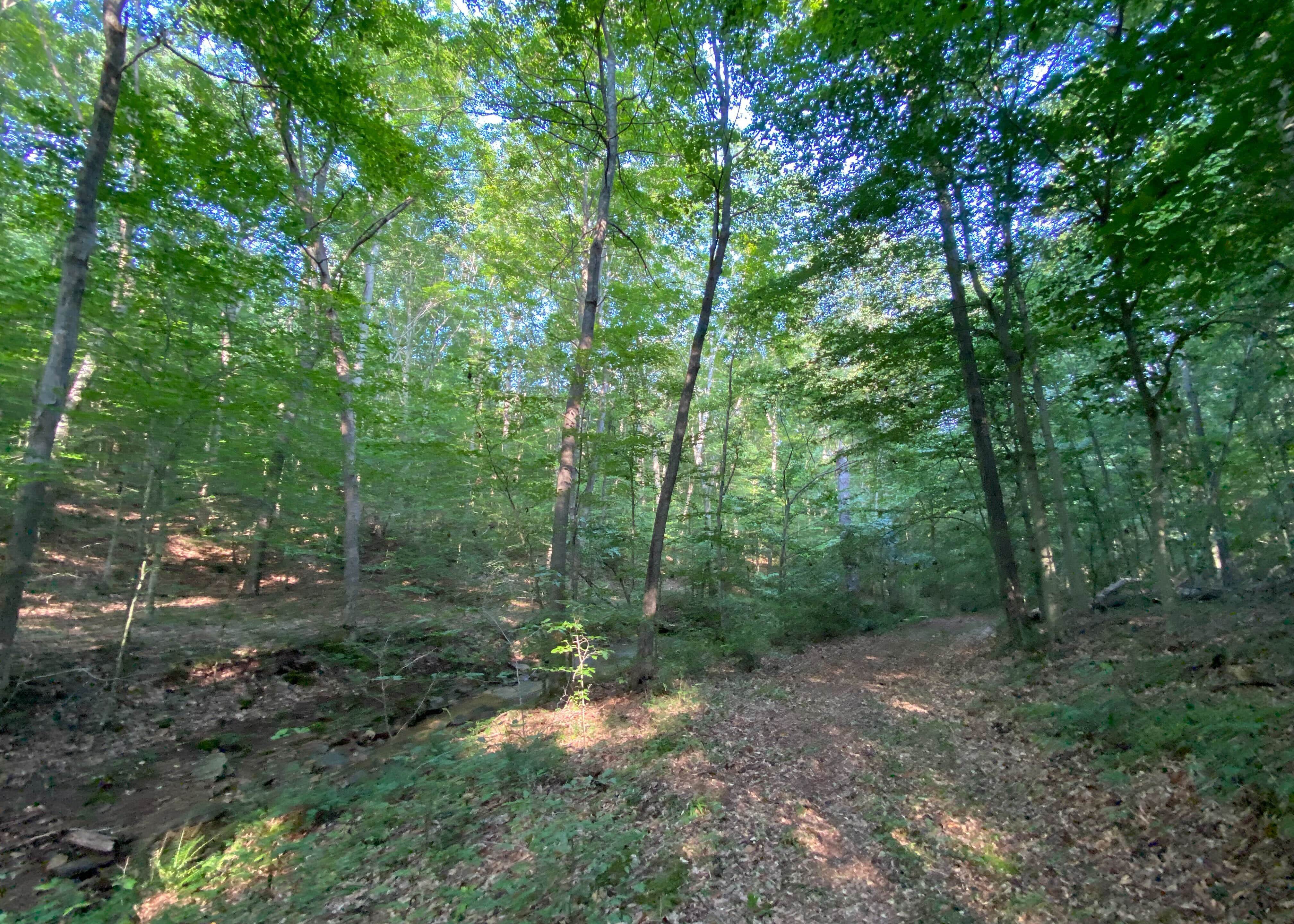 Camper-submitted photo at Nighthawk Forest near Paoli, IN