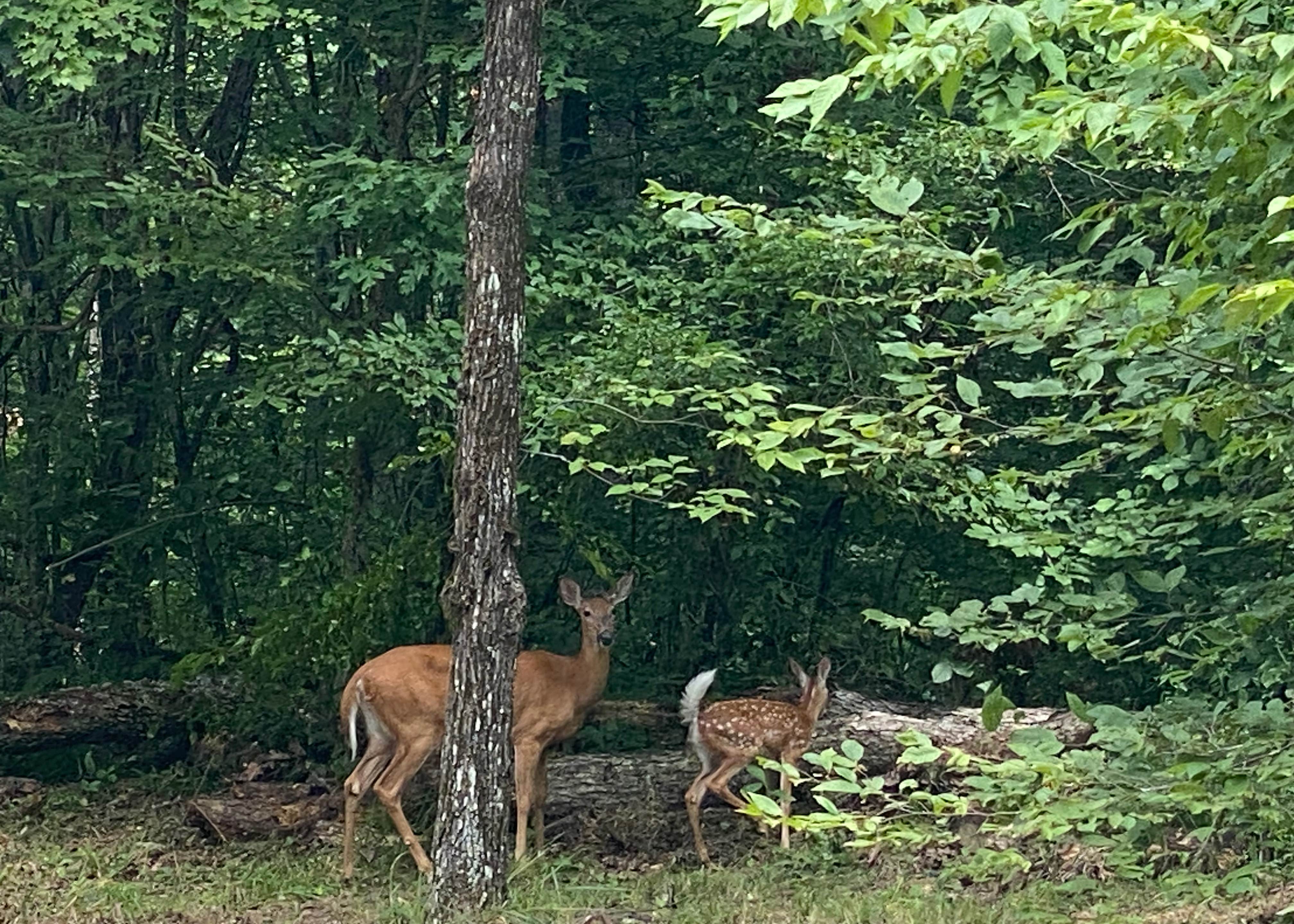 Camper-submitted photo at Nighthawk Forest near Paoli, IN