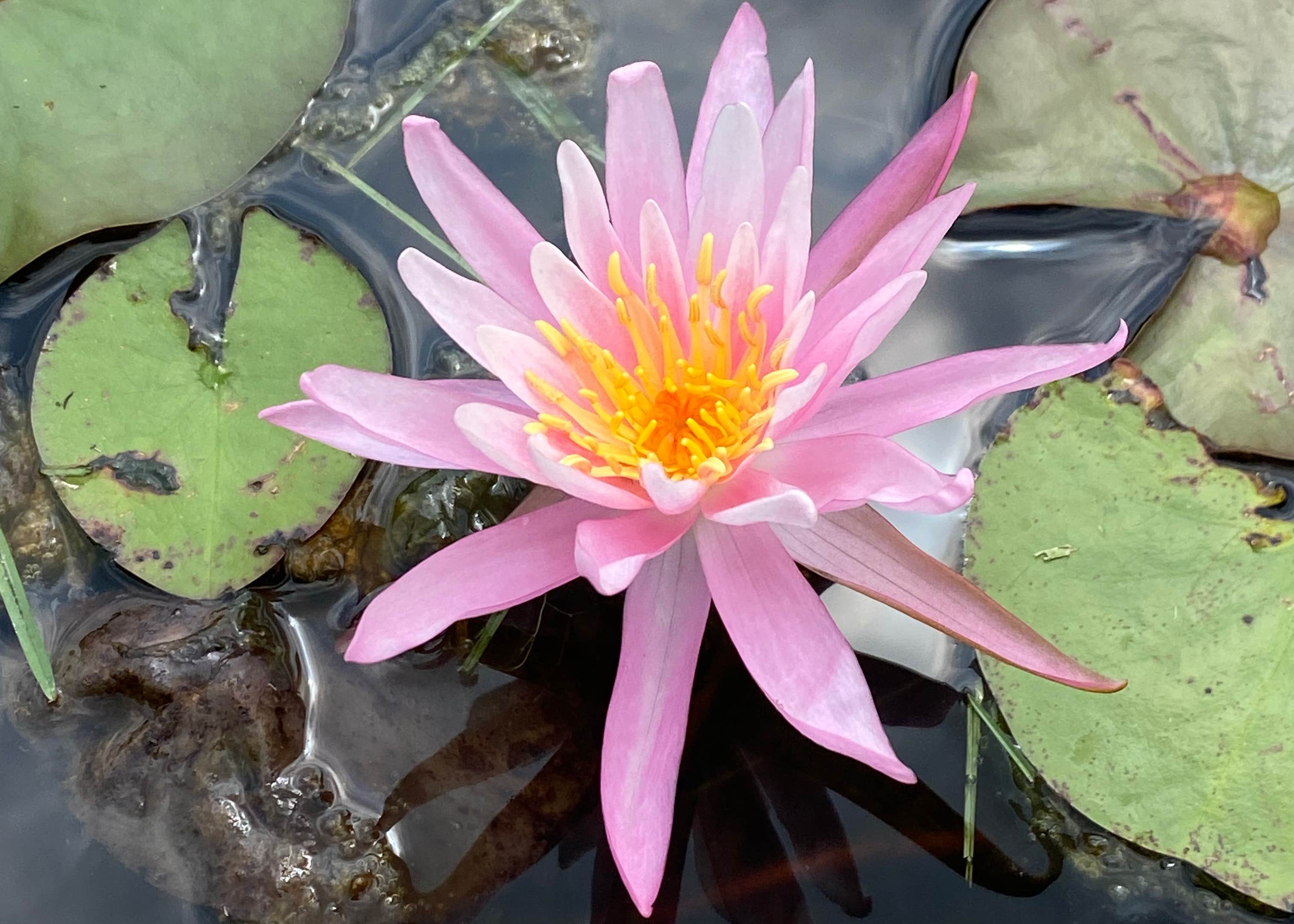Camper-submitted photo at Nighthawk Forest near Paoli, IN