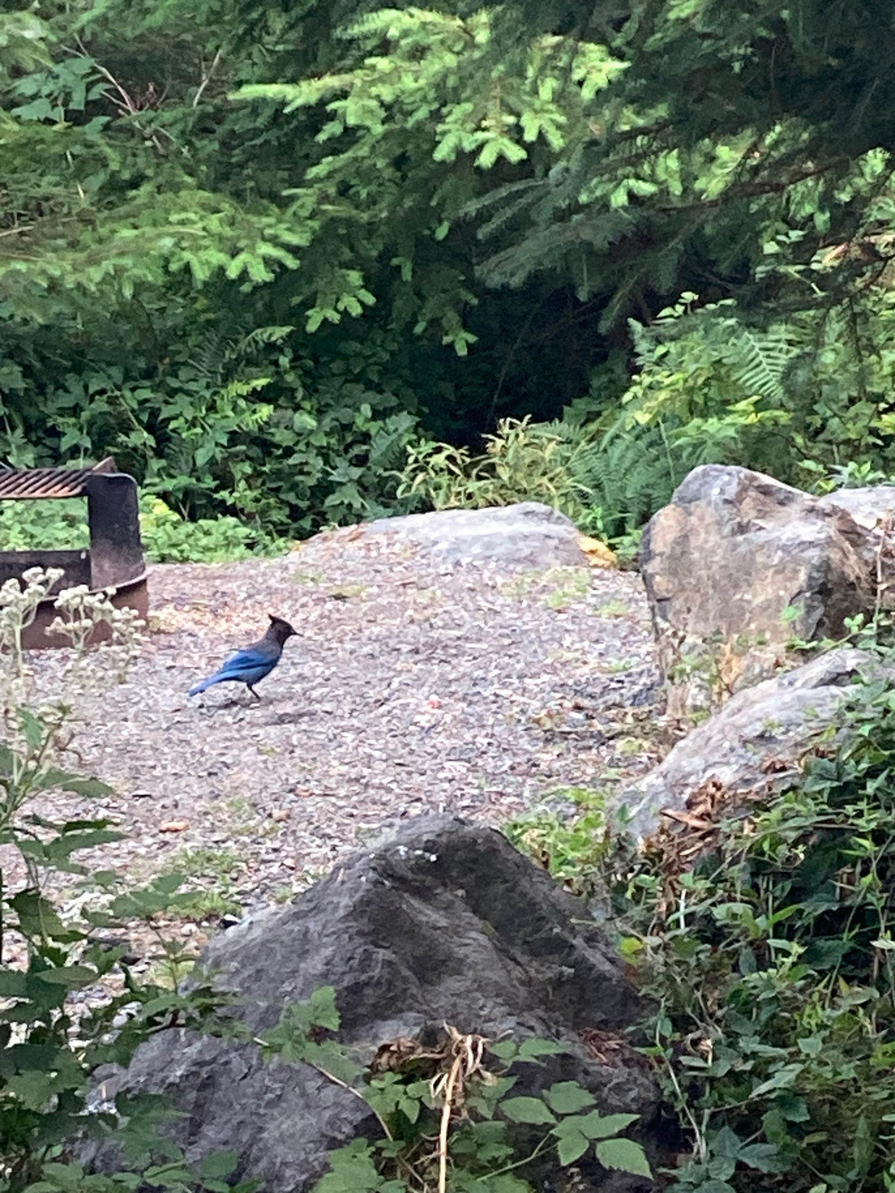 Camper-submitted photo at Sadie Creek Campground near Olympic National Park
