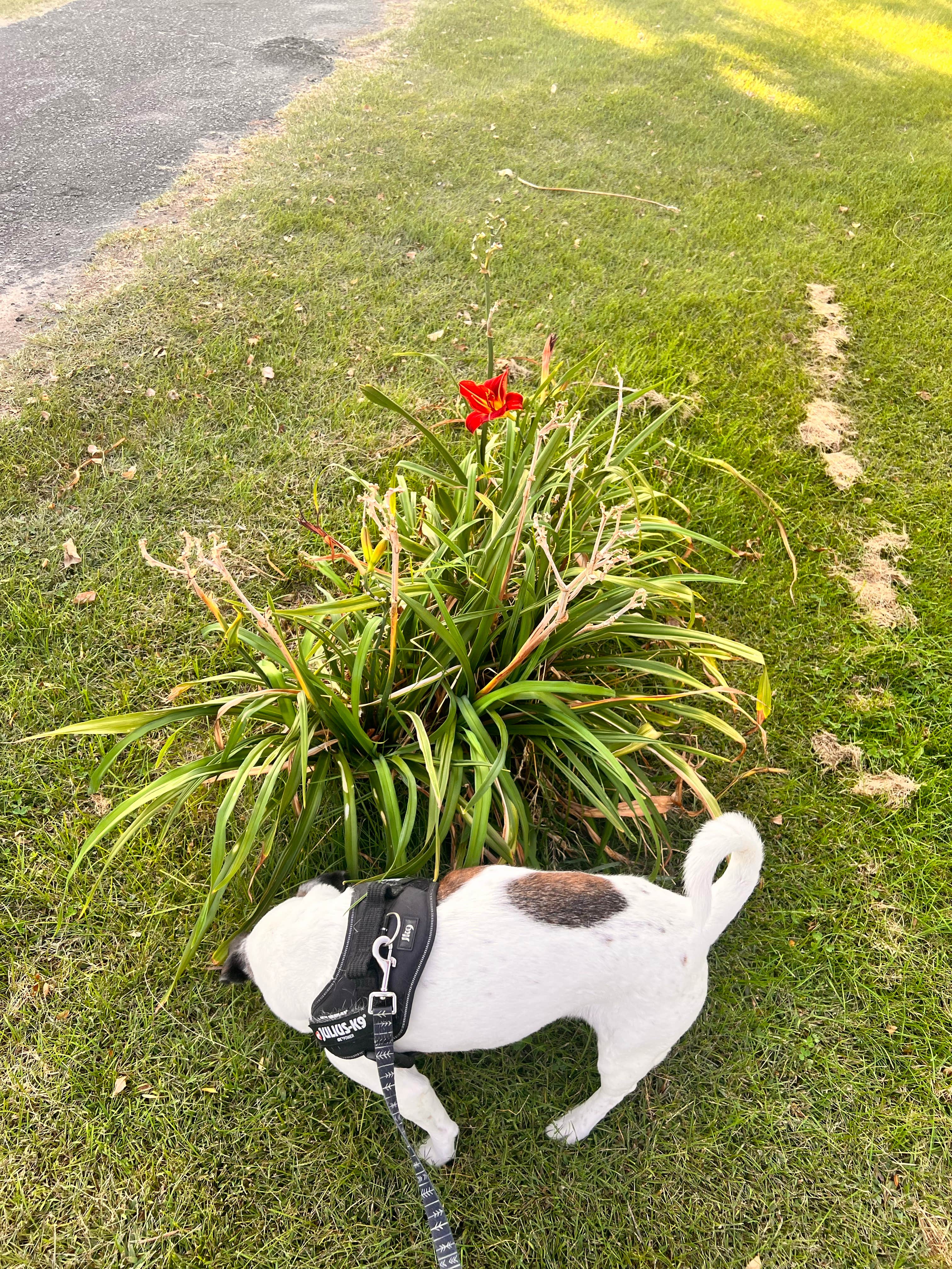 Matthew B.'s photo of camping with pets at Sage Hills Golf Club & RV Resort near Moses Lake, WA