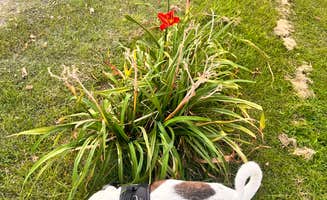 Matthew B.'s photo of camping with pets at Sage Hills Golf Club & RV Resort near Washtucna, WA