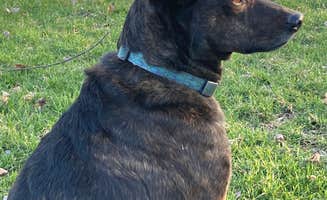 Colleen M.'s photo of camping with pets at Mimsey's Mayhem near Addyston, OH