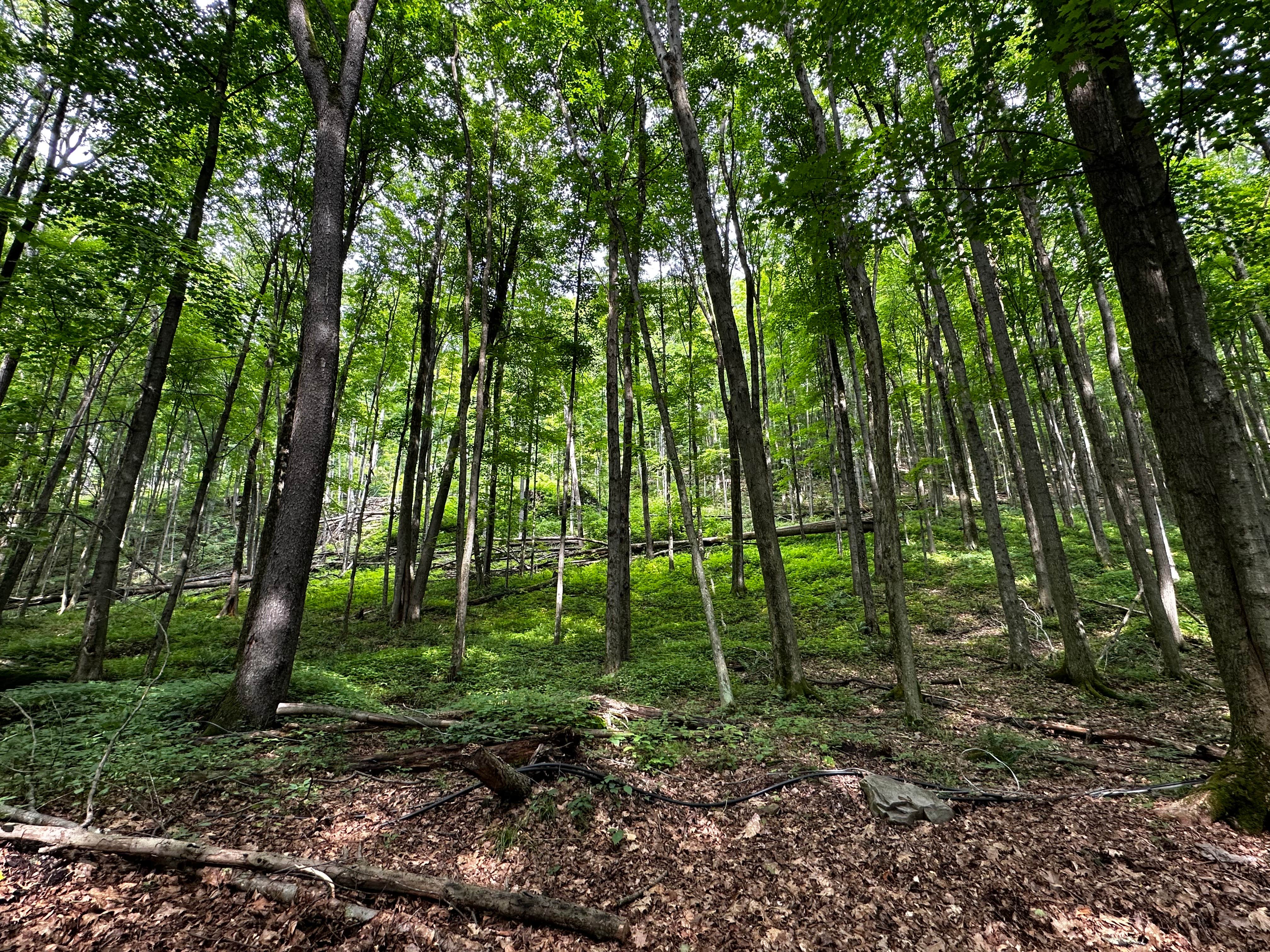 Camper-submitted photo at Hillside Campgrounds near Thompson, PA