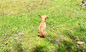 Joe M.'s photo of camping with pets at Oneida Campground & Lodge near Towanda, PA