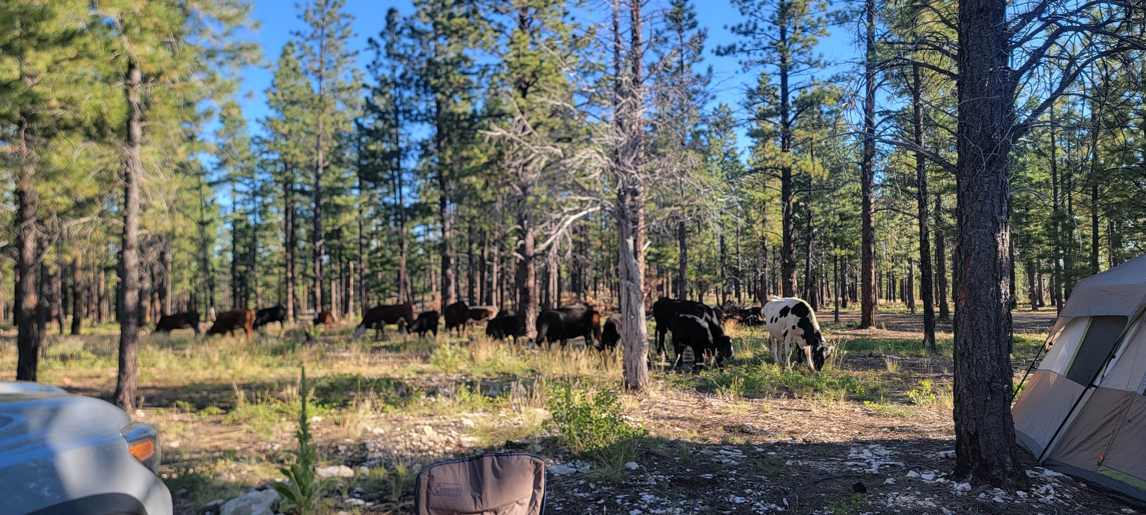 Camper-submitted photo at Harris Rim & Stout Canyon Dispersed near Parowan, UT