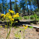 Review photo of Spencer Canyon Campground by Audrey R., October 30, 2018